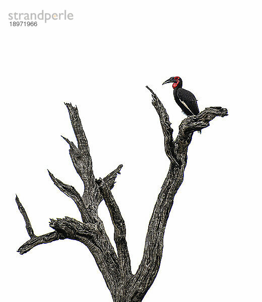 Ein Erdnashornvogel  Bucorvus Leadbeateri  sitzt auf einem Ast.