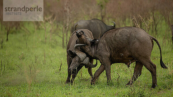 Zwei kämpfende Büffel  Syncerus caffer.