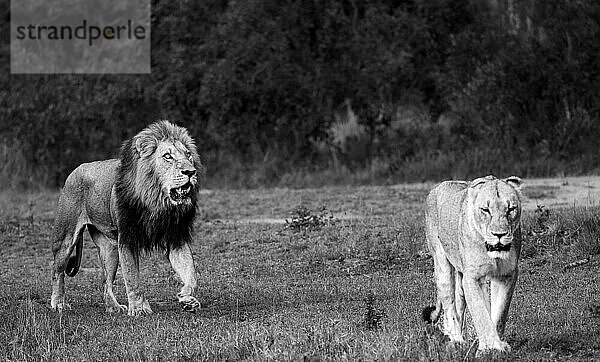 Ein männlicher Löwe und eine Löwin  Panthera leo  gehen zusammen  in Schwarz und Weiß.