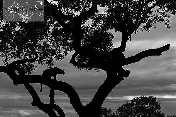 Die Silhouette einer Leopardin (Panthera pardus)  die in einem Marula-Baum (Sclerocarya birrea) sitzt  in Schwarz und Weiß.