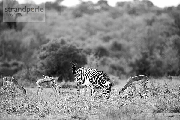 Zebra  Equus quagga und Impala  Aepyceros melampus  grasen gemeinsam auf Gras  in Schwarz und Weiß.