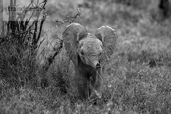 Ein Elefantenbaby  Loxodonta africana  nutzt seinen Rüssel zum Riechen  in Schwarz und Weiß.