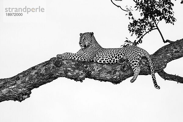 Ein männlicher Leopard  Panthera pardus  liegt in einem Marula-Baum  Sclerocarya birrea  in Schwarz und Weiß.