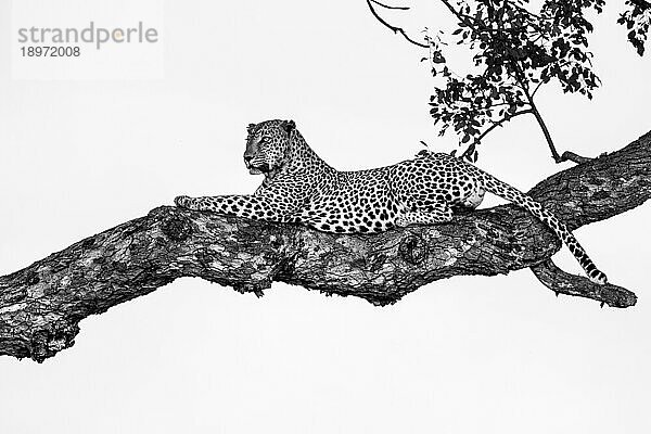 Ein männlicher Leopard  Panthera pardus  ruht in einem Marula-Baum  Sclerocarya birrea  und schaut sich um.