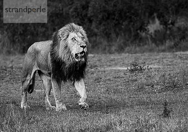 Ein männlicher Löwe  Panthera leo  beim Gehen  in Schwarz und Weiß.