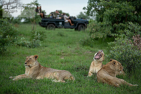 Drei Löwinnen  Panthera leo  liegen zusammen im Gras  im Hintergrund ein Pirschfahrtfahrzeug.