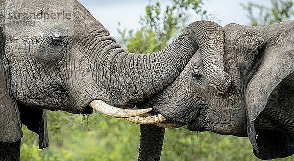 Zwei Elefanten  Loxodonta africana  begrüßen einander.