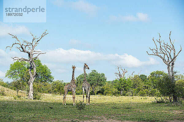 Zwei Giraffen  Giraffa  stehen zusammen auf einer Lichtung zwischen Leadwood-Bäumen.