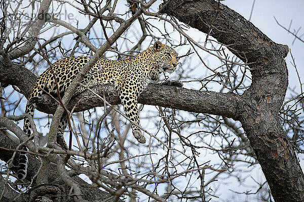 Ein Leopard  Panthera pardus  liegt auf einem Baum.