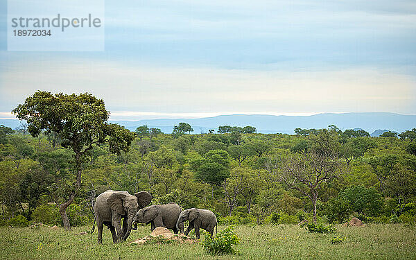 Elefanten  Loxodonta africana  eine kleine Tiergruppe zusammen  ein erwachsenes Tier und zwei kleinere Kälber.