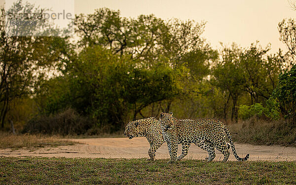 Ein männlicher und ein weiblicher Leopard  Panthera pardus  gehen zusammen.