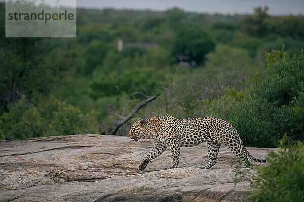 Ein Leopard  Panthera pardus  läuft über einen Felsen.