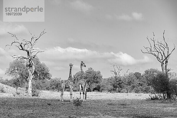 Zwei Giraffen  Giraffa  stehen in Schwarz und Weiß auf einer Lichtung zwischen Leadwood-Bäumen.