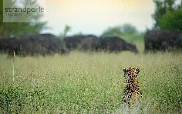 Ein männlicher Leopard  Panthera pardus  verfolgt eine Büffelherde  Syncerus caffer  im hohen Gras.