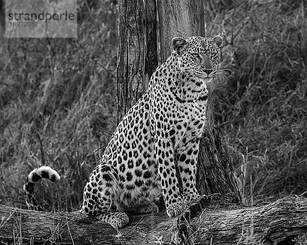 Ein Leopard  Panthera pardus  sitzt auf einem Baumstamm  in Schwarz und Weiß.