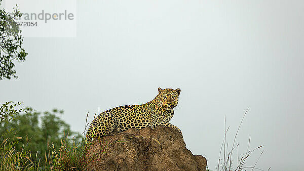 Ein Leopard  Panthera pardus  liegt auf einem Hügel  direkter Blick.