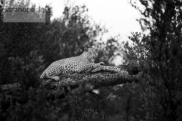 Eine Leopardin  Panthera pardus  legt sich auf einen umgestürzten Marulabaum.