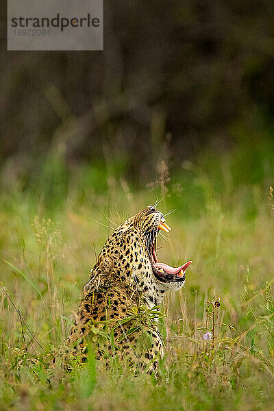 Ein Leopard  Panthera pardus  gähnt im hohen Gras.