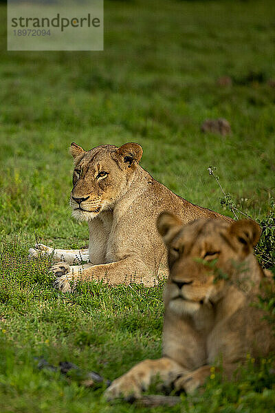 Zwei Löwinnen  Panthera leo  liegen zusammen im Gras.