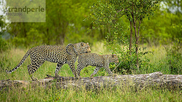 Eine Leopardin und ihr Junges  Panthera pardus  klettern auf einen Baum.