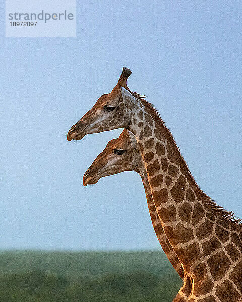 Das Seitenprofil zweier Giraffen  Giraffa  die nebeneinander stehen.