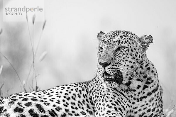 Eine Nahaufnahme eines Leoparden  Panthera pardus  der zur Seite blickt.