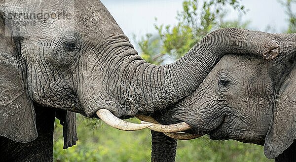 Zwei Elefanten  Loxodonta africana  begrüßen einander.