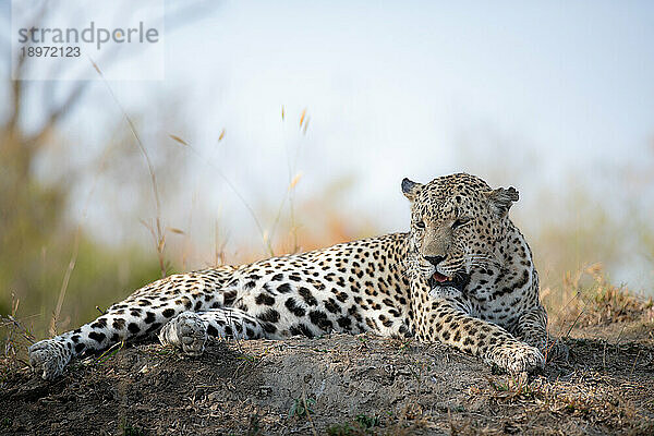 Ein männlicher Leopard  Panthera pardus  liegt auf einem Hügel.