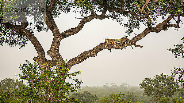 Ein männlicher Leopard  Panthera pardus  liegt in einem Marula-Baum  Sclerocarya birrea  Morgennebel steigt auf.