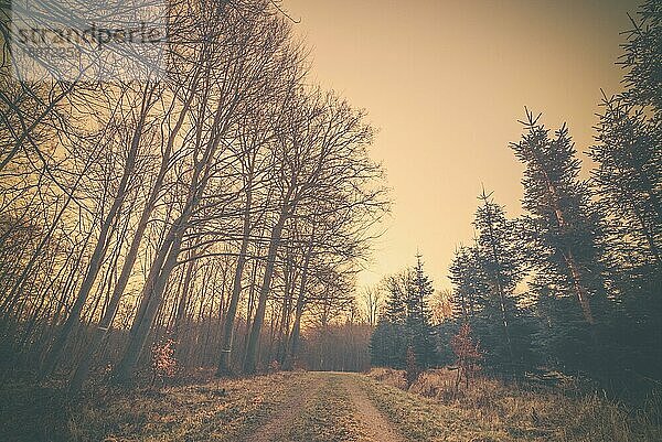 Straße im Sonnenuntergang in einem Wald mit Baumsilhouetten