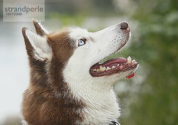 Siberian Husky (Canis lupus familaris)  Hündin  3 Jahre  Portrait am Wasser  seitlich  Nordrhein-Westfalen  Deutschland  Europa