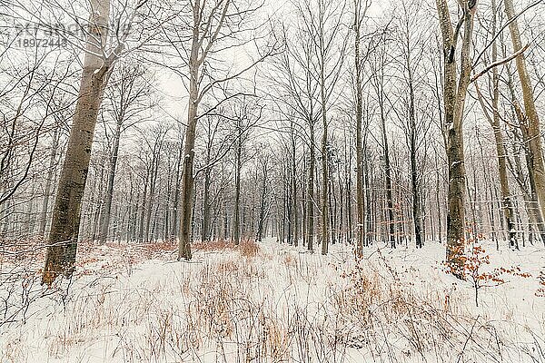 Skandinavischer Wald im Schnee im Winter