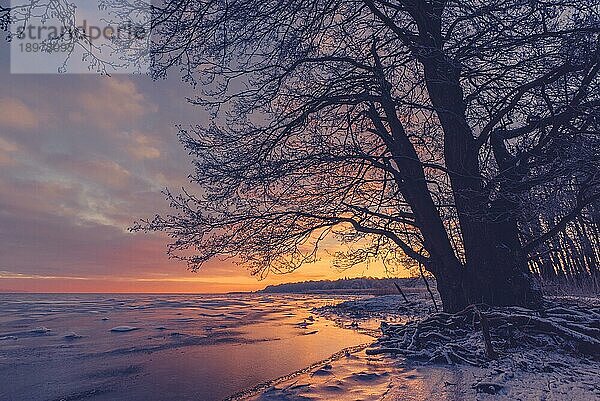 Baumsilhouette an einem gefrorenen Meeresufer im Januar