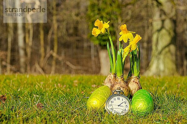 Narzissen und Ostereier mit einer Uhr