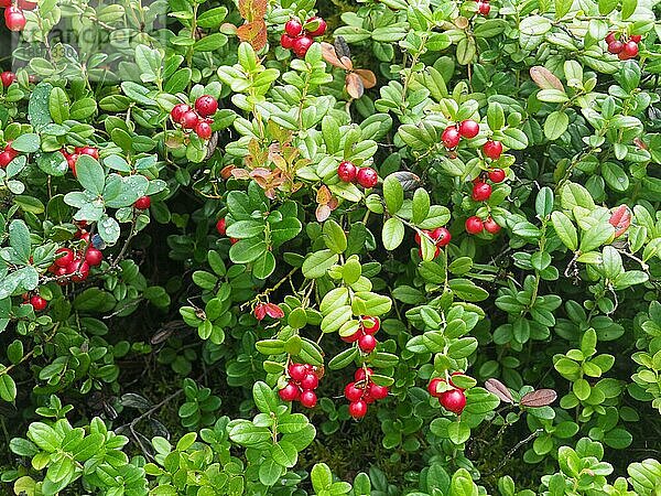 Schwedischer Hartriegel (Cornus suecica) Insel Hitra  Norwegen  Skandinavien  Europa