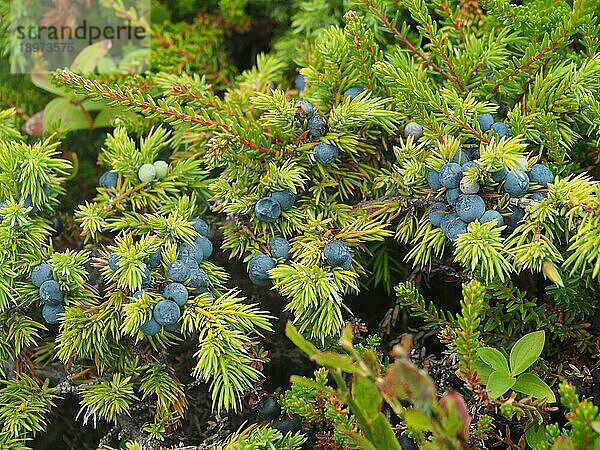 (Juniperus communis) ist ein kleiner  immergrüner Nadelbaum oder Strauch  der in seiner Form sehr variabel ist. Die Früchte sind beerenartige Zapfen  die zunächst grün sind und innerhalb von 18 Monaten violett schwarz mit einem blaün Wachsüberzug reifen. Aufnahme von der Insel Hitra in Norwegen