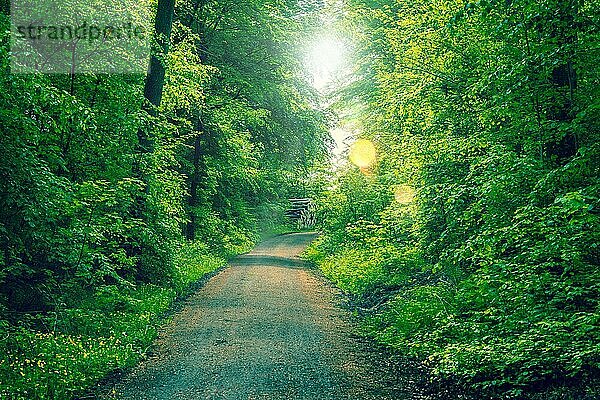 Frühling im Wald mit einer Straße und Bokeh Lichtern