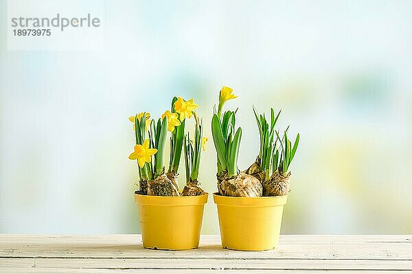 Zwei gelbe Blumentöpfe mit Narzissen in Ostern