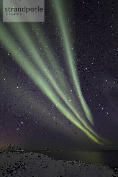 Nordlicht (Aurora borealis) in Streifen über dem Vogelfelsen von Bleik  Vesterålen  Norwegen  Europa