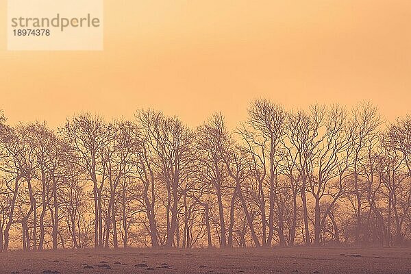 Sonnenaufgang auf einem Feld mit Baumsilhouetten