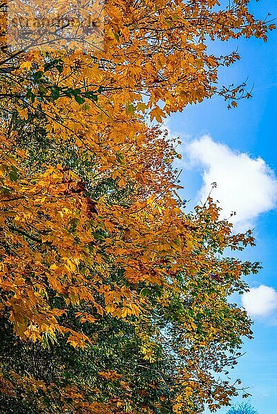Herbstblätter an einem Baum an einem sonnigen Tag im Herbst