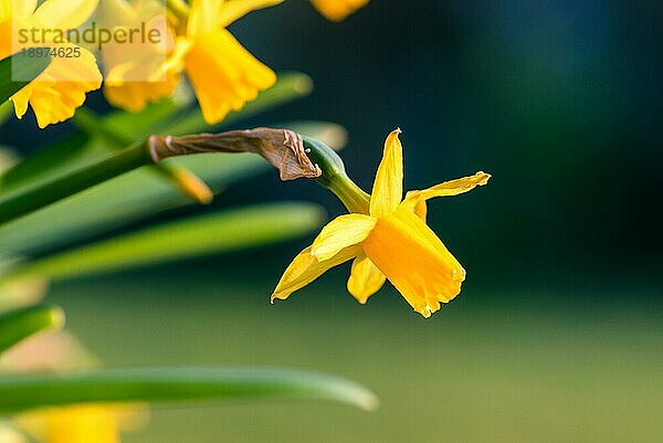 Gelbe Narzissen in einem Garten zu Ostern