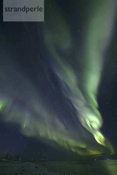 Nordlicht (Aurora borealis) in Grün und seltenem Pink über dem Vogelfelsen von Bleik  Vesterålen  Norwegen  Europa