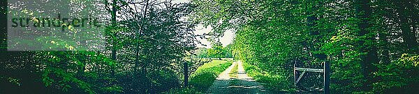 Landstraße in einem grünen Wald im Panorama