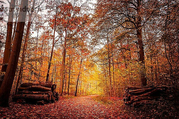 Schöne Herbstlandschaft in warmen Farben