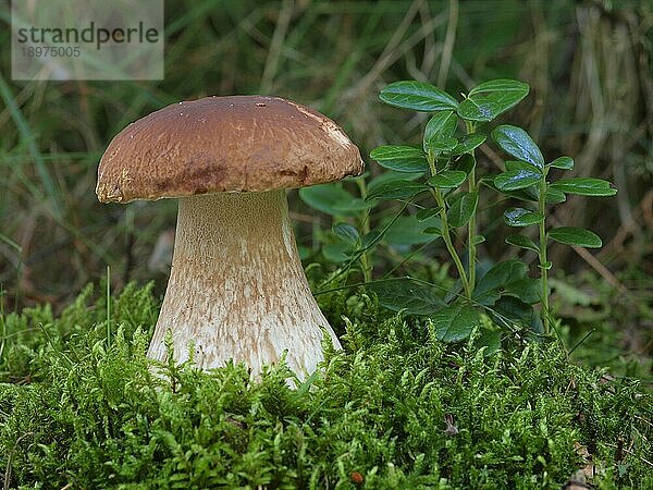 Foto aufgenommen in Värmland in Schweden in der Nähe von Hagfors