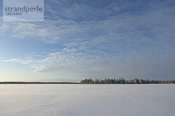 Finnische Weite im Winter  Ranua  Lappland  Finnland  Europa