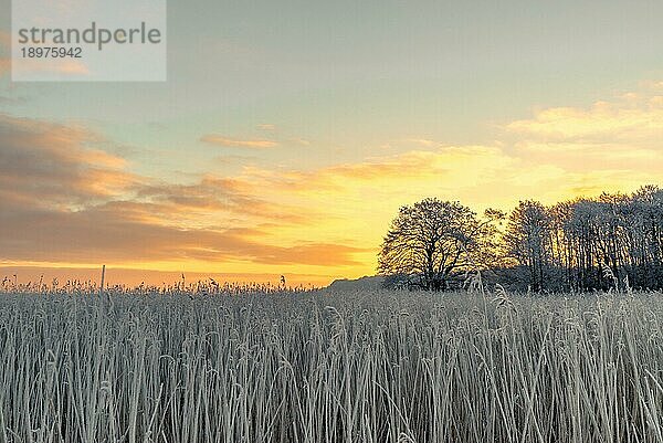 Baumsilhouette auf einem frostigen Feld im Sonnenaufgang