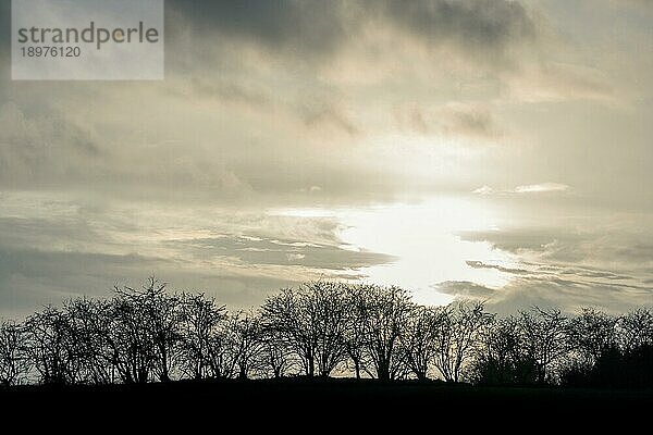 Winterlicher Sonnenuntergang mit Baumsilhouetten