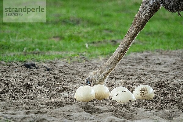 Straußenweibchen schützt die großen Eier im Sand